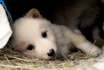 East Siberian Laika puppy