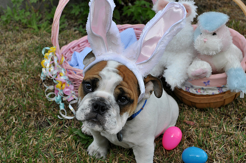 Easter Bulldog face фото