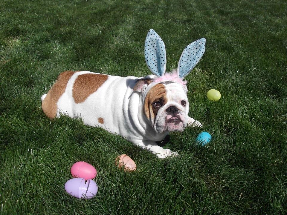 Easter Bulldog on the grass фото