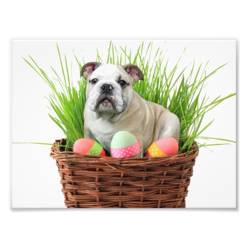 Easter Bulldog portrait фото