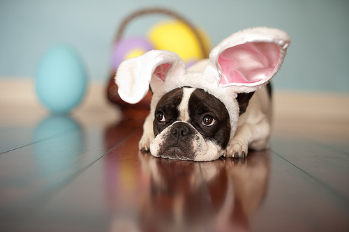 Easter Bulldog resting wallpaper