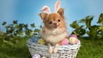 Easter Chihuahua portrait
