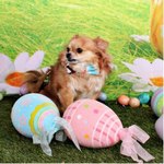 Easter Chihuahua