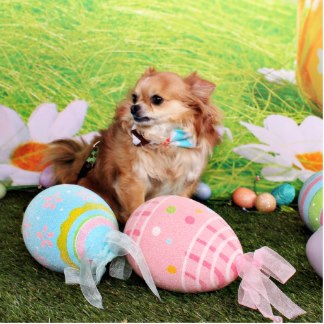 Easter Chihuahua фото