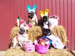 Easter Pug dogs