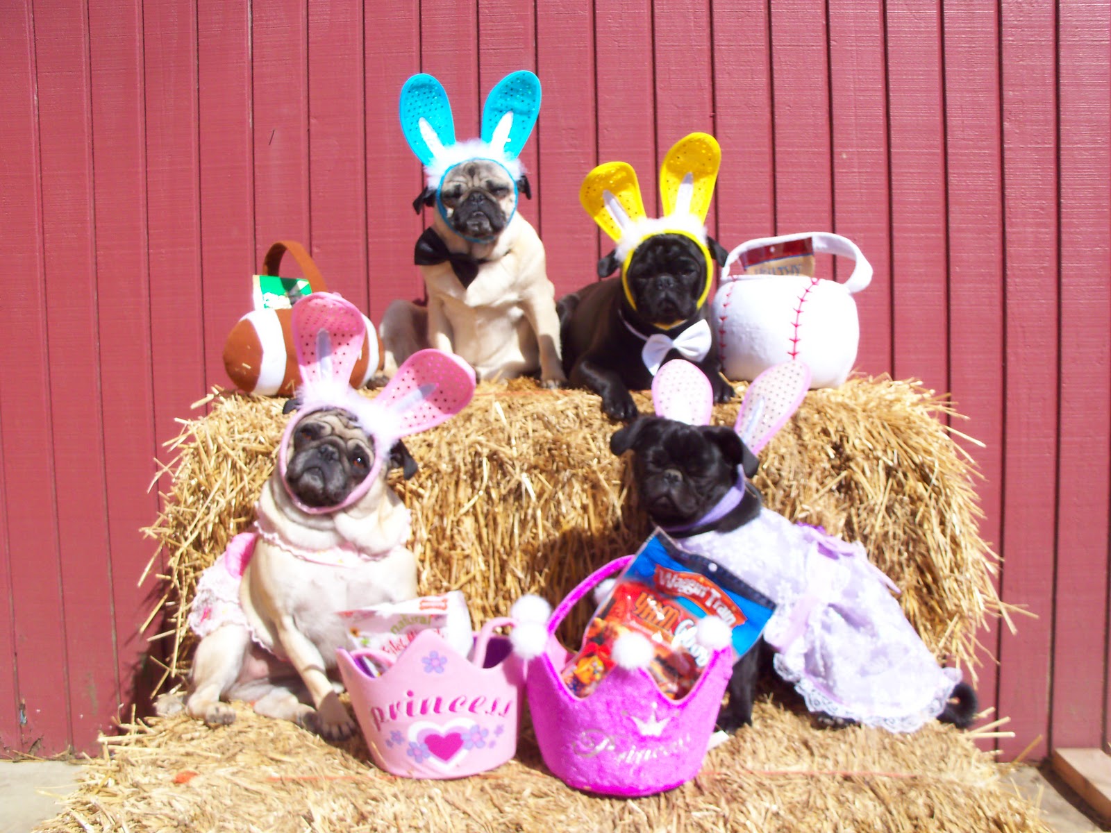 Easter Pug dogs фото