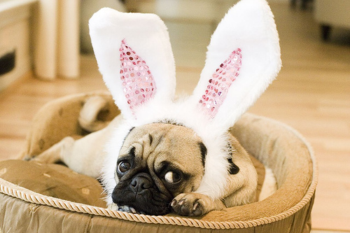 Easter Pug in the basket фото