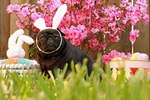 Easter Pug in the grass