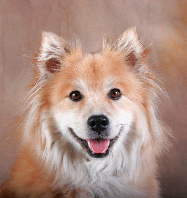 Портрет собаки эло фото