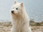Elo dog on the beach