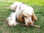 English Cocker Spaniel dog with a stick