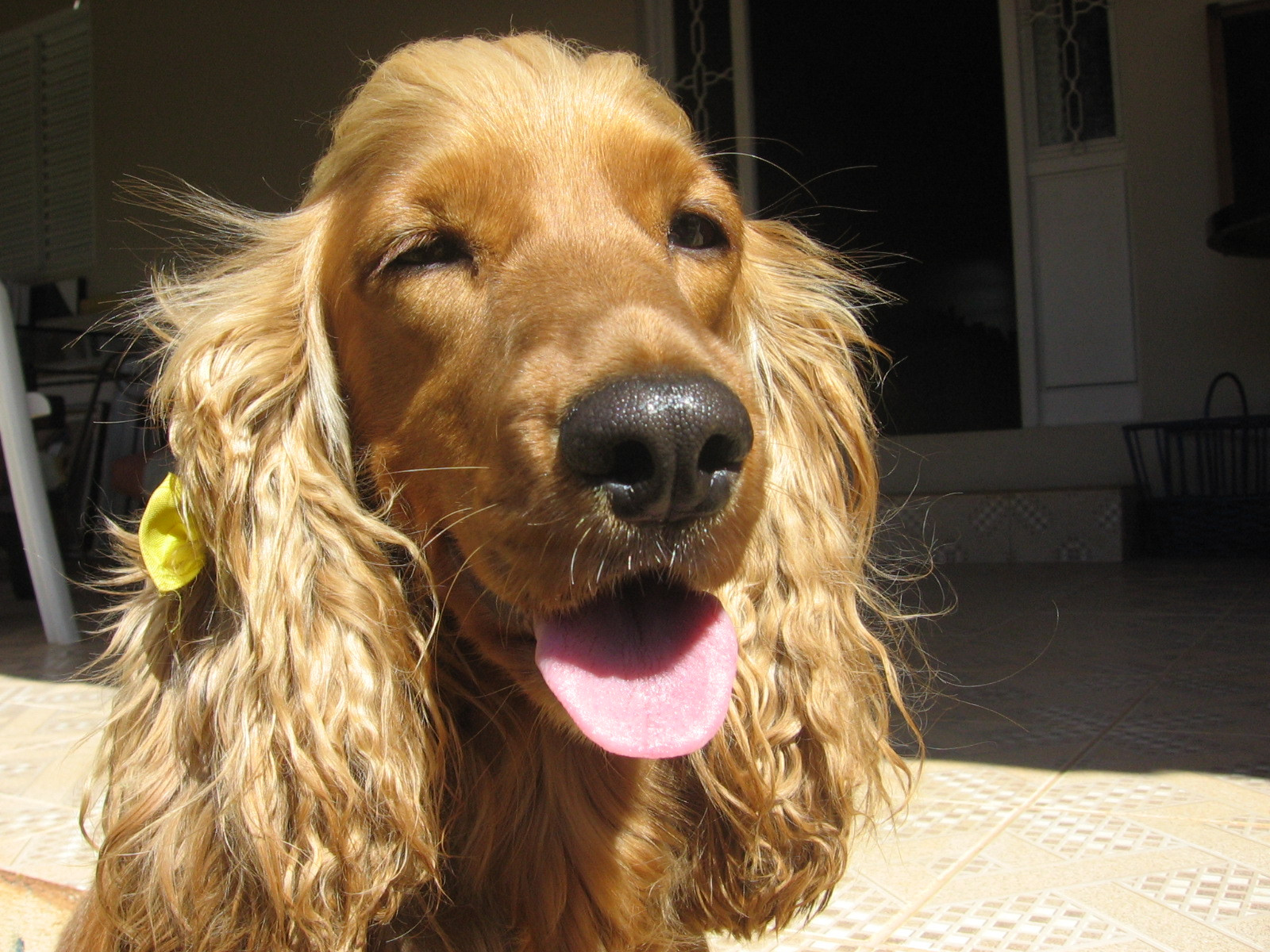 English Cocker Spaniel wallpaper