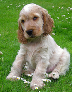 English Cocker Spaniel puppy