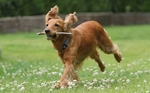 English Cocker Spaniel running in a field