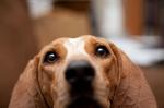 English Coonhound dog face