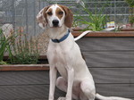English Coonhound dog in the yard