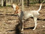 English Coonhound dog 