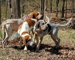 English Coonhound dogs in the forest