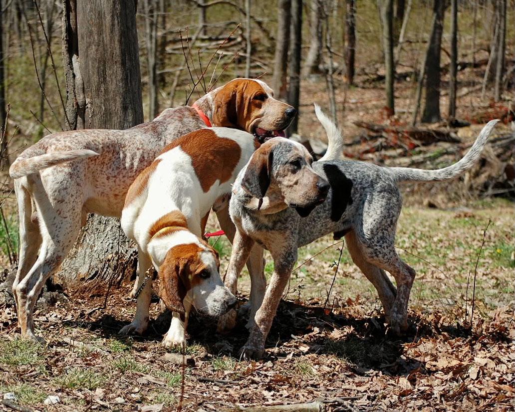 English Coonhound dogs in the forest wallpaper