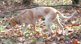 English Coonhound wallpaper