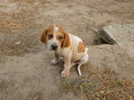 English Coonhound puppy