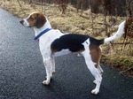 English Foxhound dog with a blue collar