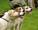 English Foxhound dogs