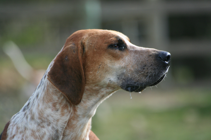 English Foxhound wallpaper