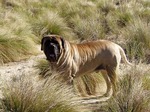 English Mastiff dog in nature