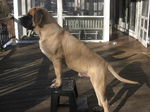 English Mastiff dog on the bench