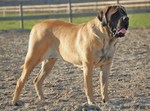 English mastiff dog on the shingle