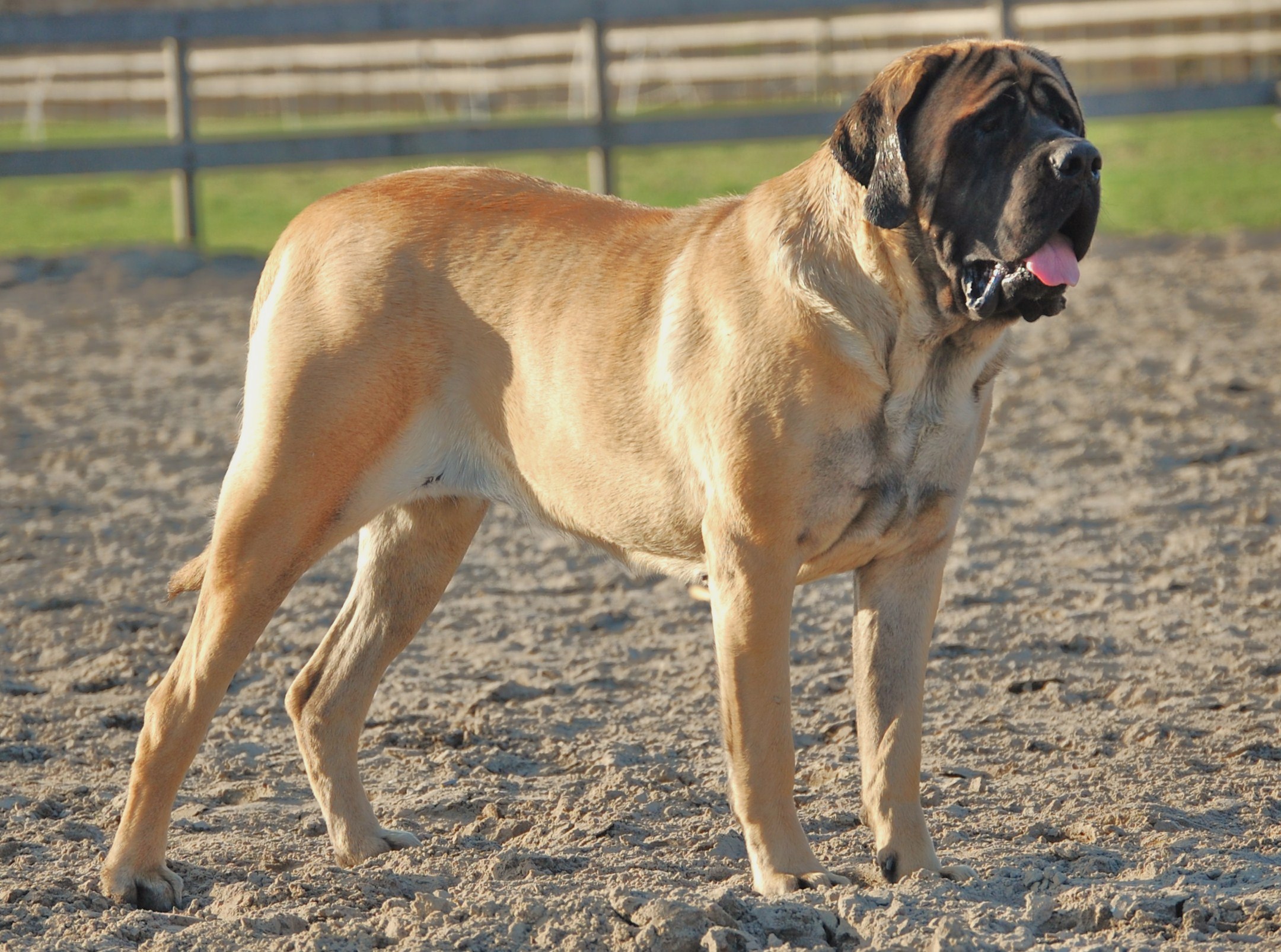 english-mastiff-dog-on-the-shingle-photo.jpg