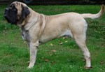 English Mastiff dog side view