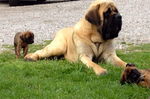 English Mastiff dog with a baby