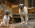 English Mastiff dogs in the farm