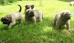 English Mastiff puppies for a walk