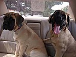 English Mastiff puppies in the car