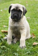 English Mastiff puppy on the grass