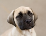 English Mastiff puppy