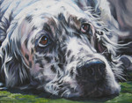 English Setter dog drawing