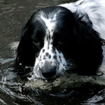 English Setter dog drinking water