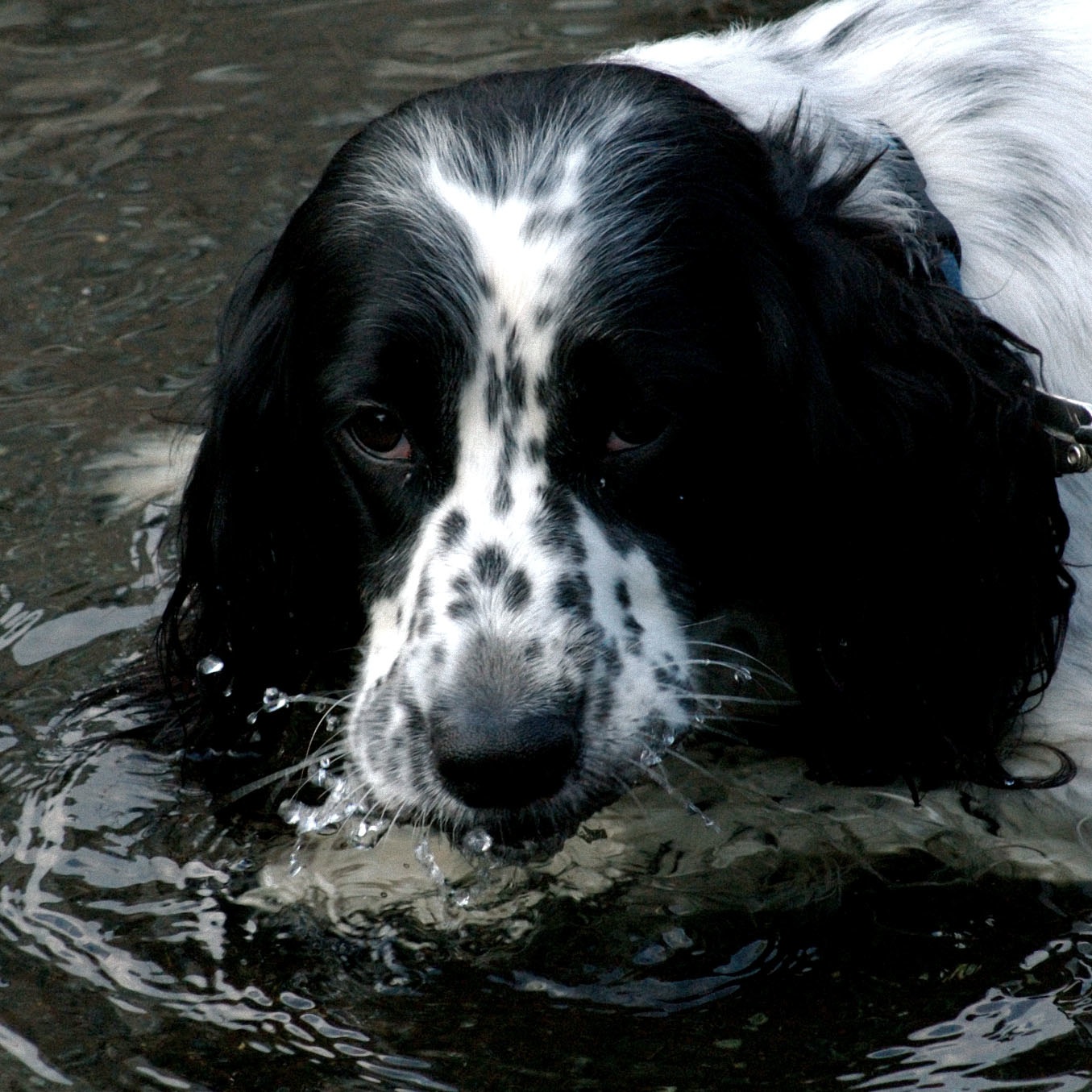 English Setter dog drinking water wallpaper