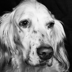 English Setter dog face