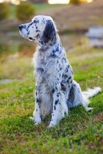 English Setter dog on the grass