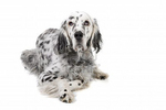 English Setter dog portrait