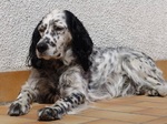 English Setter dog rest on the floor