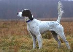 English Setter dog side view