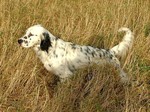 English Setter in the field