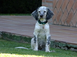 English Setter on the lawn