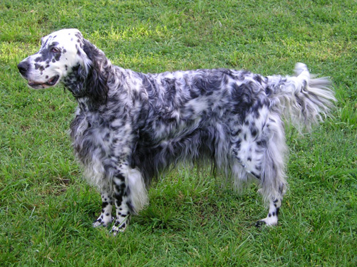 English Setter wallpaper